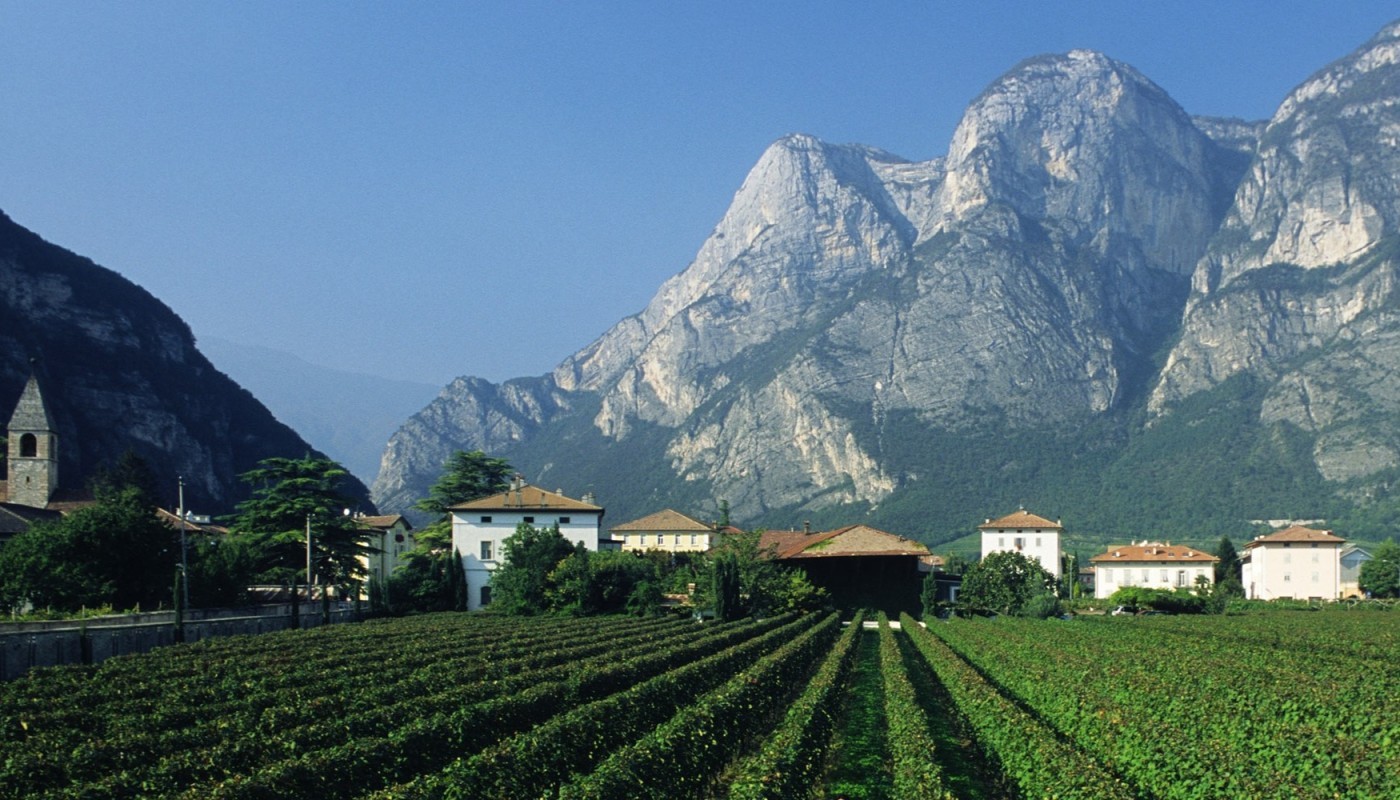 FORADORI – PEDECASTELLO: THE FRESHNESS OF THE DOLOMITES! | Articles & Know-how