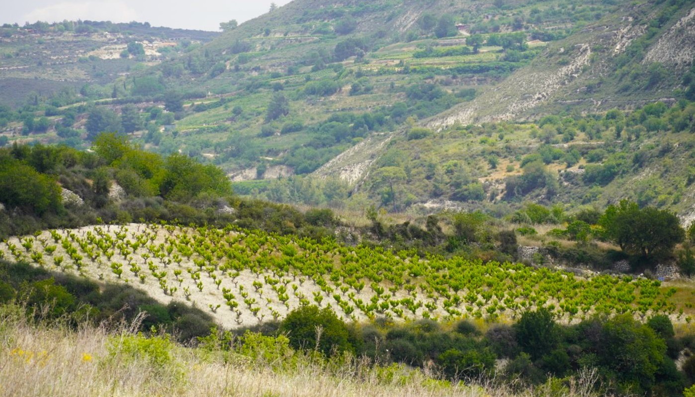 CYPRUS: A COMPLETE WINE EXPERIENCE (PART 2) | Articles & Know-how
