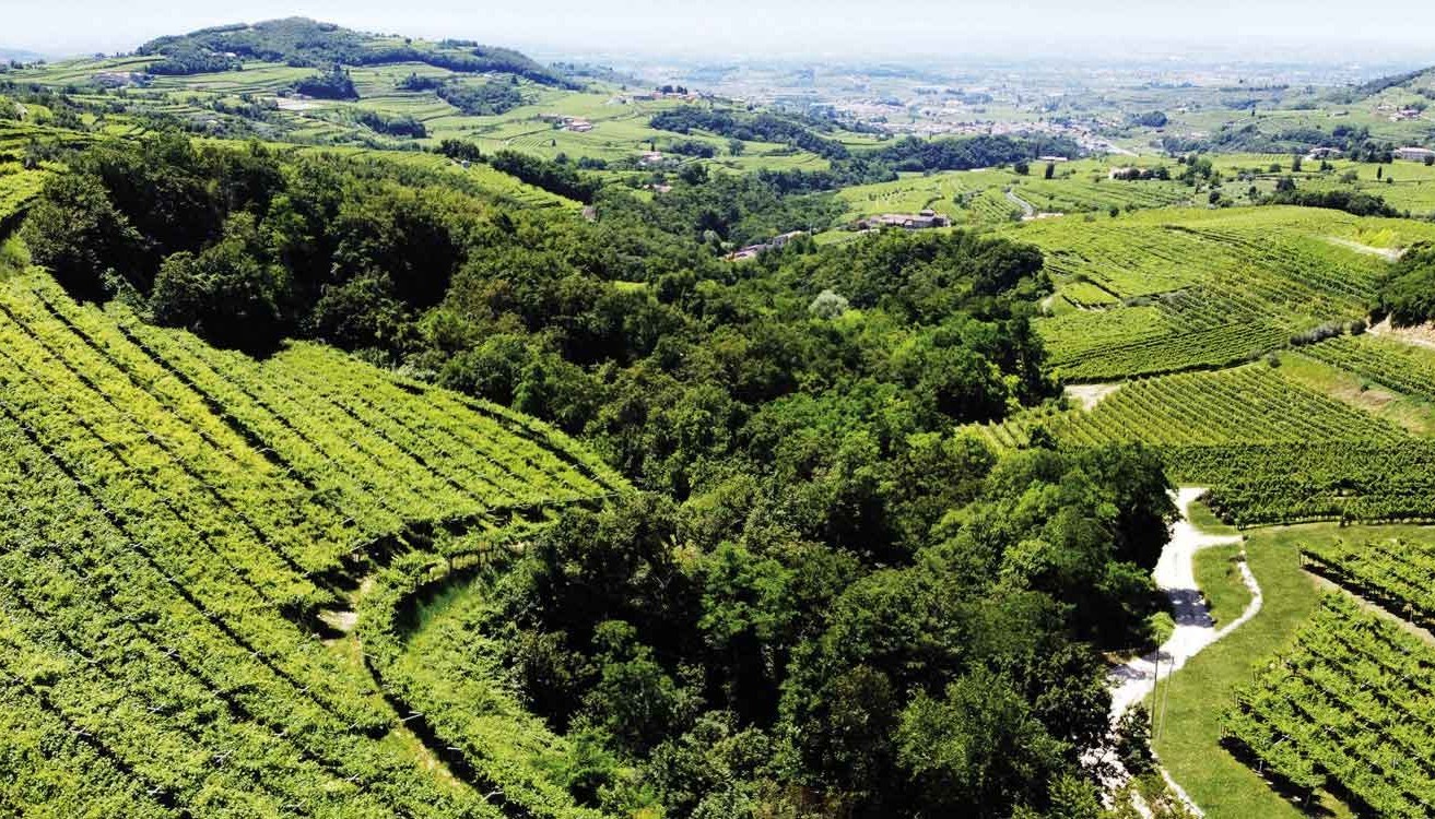 ORBIS VINI 2025, GRAND DEBUT: PART I — THE RED WINES | Articles & Know-how