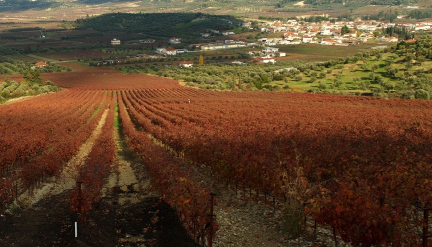 PELOPONNESE WINE FESTIVAL 2026: NEMEA AND BEYOND | Articles & Know-how