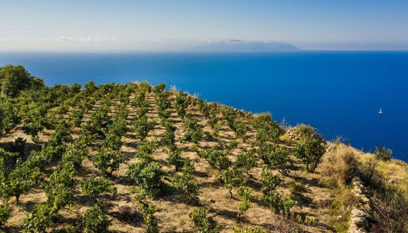 KEFALONIA & ZAKYNTHOS: A WINE JOURNEY THROUGH THE IONIAN ISLANDS | Articles & Know-how