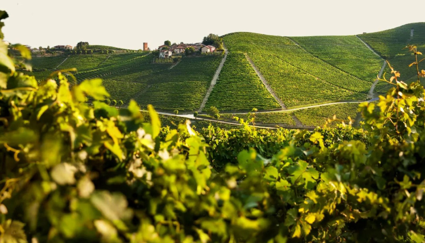 PRODUTTORI DEL BARBARESCO: THE ELITE OF ITALIAN WINE COOPERATIVES | Articles & Know-how
