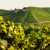 Produttori del Barbaresco: The Elite of Italian Wine Cooperatives